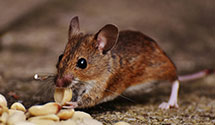24 Hour & Emergency Exterminators in Swepsonville, NC